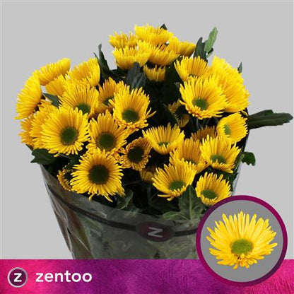 Chrysanthemum Spray Korona