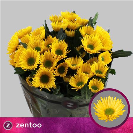 Chrysanthemum Spray Korona