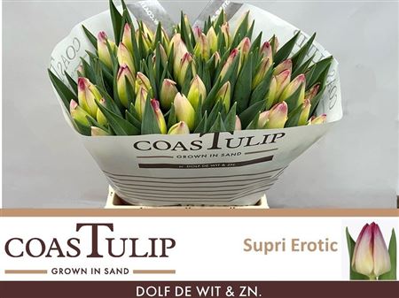 Tulip Coast En Supri Erotic