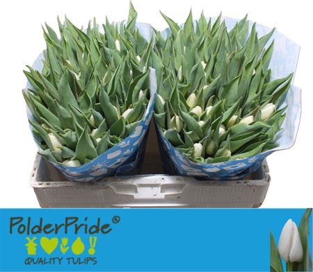 Tulip En White Prince
