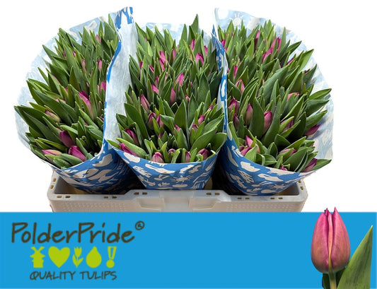 Tulip En Gomera Purple