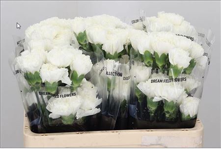 FeedSync:wholesale:cee14478dcb4ddd9d000d610944cfd5b7caf0e25