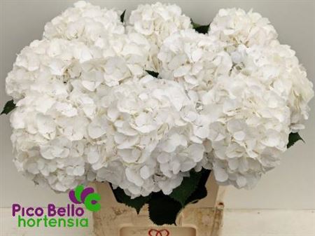 FeedSync:wholesale:61446135a33c5e6e736f8bfb06195fe1138b26ce