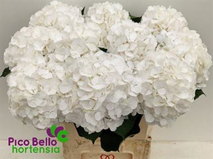 FeedSync:wholesale:61446135a33c5e6e736f8bfb06195fe1138b26ce