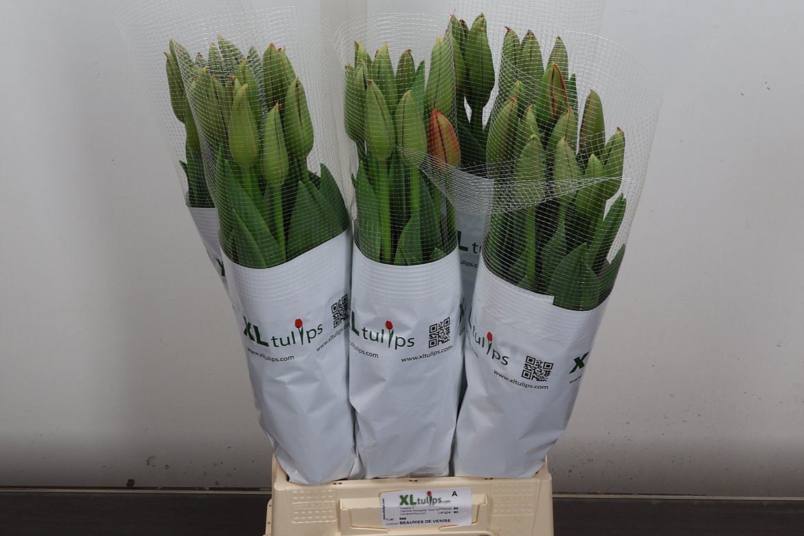 Tulip Frankrijk En Beaumes Venise