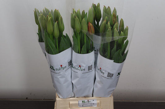 Tulip Frankrijk En Beaumes Venise