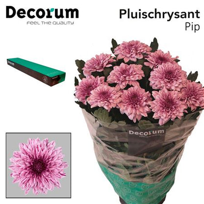 Chrysanthemum G Pip