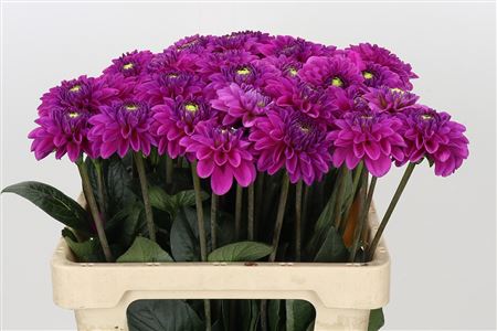 Purple Fox Dahlia Flowers – 60cm Stems