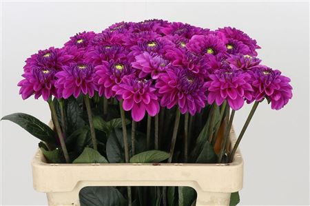 FeedSync:wholesale:76837d710a13f5207a23c81f9bcbc42b61529213