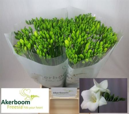 FeedSync:wholesale:02a44a8bc1753509252ba7c69ed346532450d79b