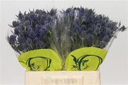 Eryngium - Eryngium