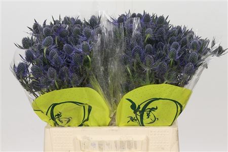 Eryngium - Eryngium