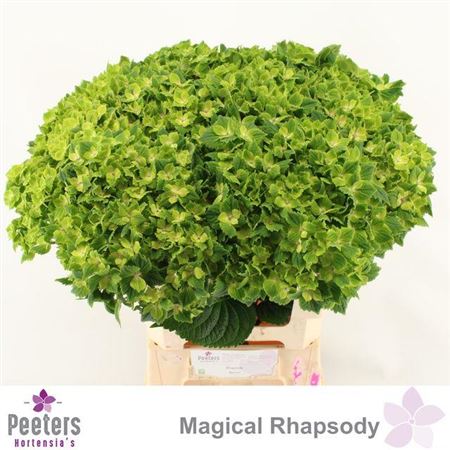 Hydrangea M Rhapsody