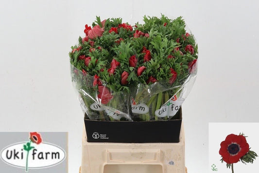 Anemone Co Galil Red