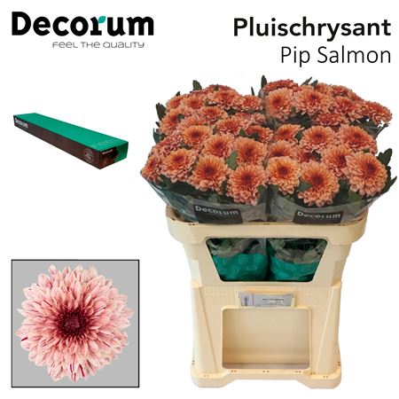 Chrysanthemum G Pip Salmon