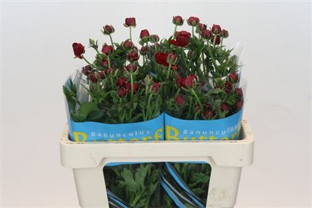 Ranunculus Butterfly Hades