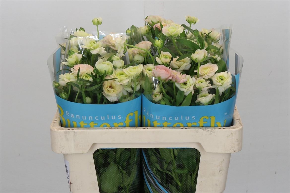 Ranunculus - Ariadne