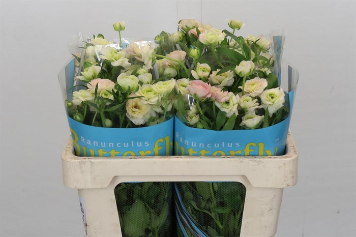 Ranunculus - Ariadne