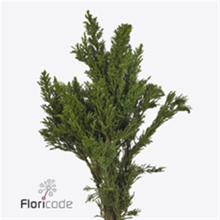 FeedSync:wholesale:e8a0d2e6de3b919b125b5f5d32b2b97d1263c18a