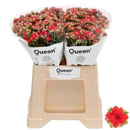 Kalanchoe Prett Red Meadow