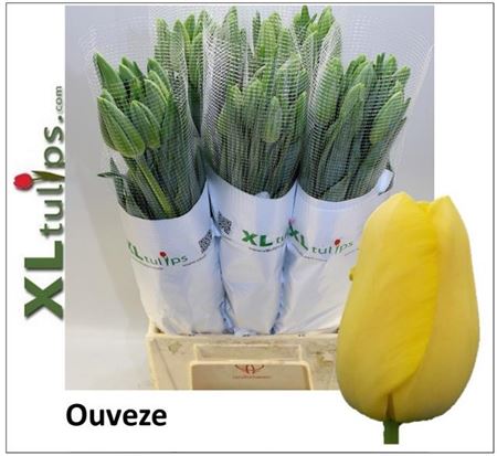 Tulip Frankrijk En Ouveze