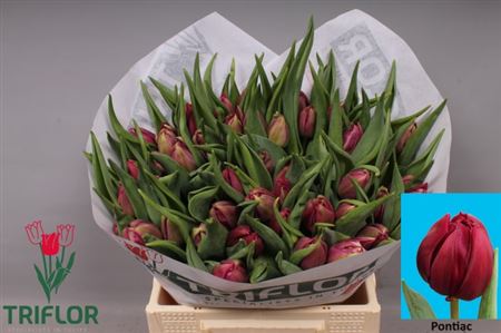 Tulip Du Pontiac