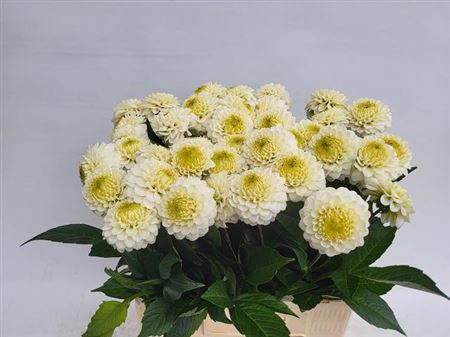 Dahlia Caro