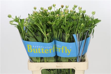 Ranunculus Butterfly Eris