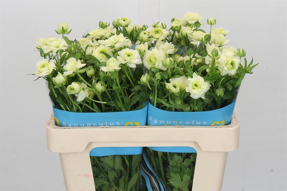 Ranunculus Butterfly Graces