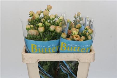 Ranunculus Butterfly Hestia