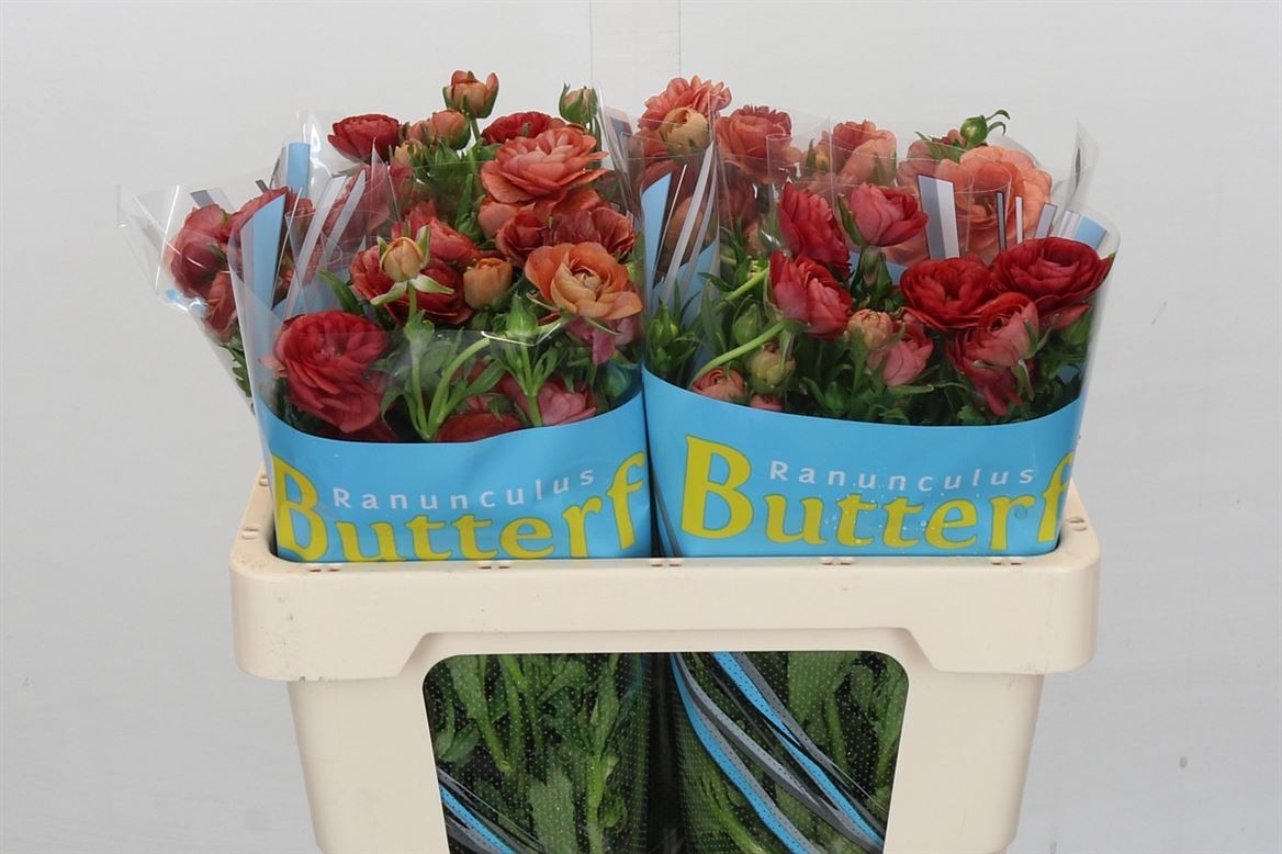 Ranunculus Butterfly Musa