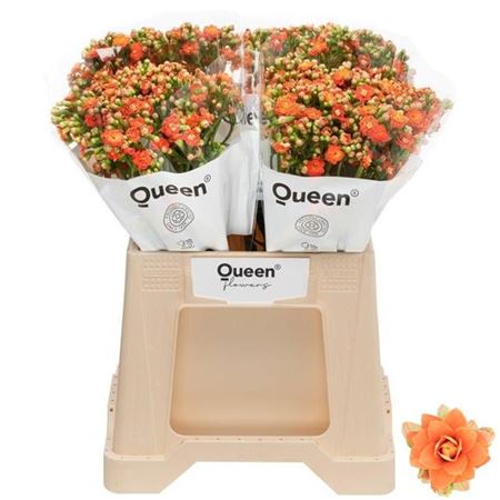 Brilliant Orange Meadow Kalanchoe Stems – 40cm