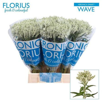 FeedSync:wholesale:b46ff898d6ed6127316b0625e6da656b9c5e984f
