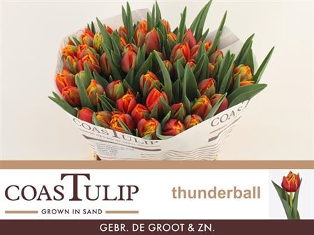 Tulip Coast Du Thunderball
