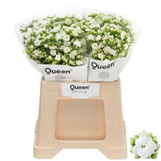 White Kalanchoe ‘Crystal White Meadow’ – 40cm Stems