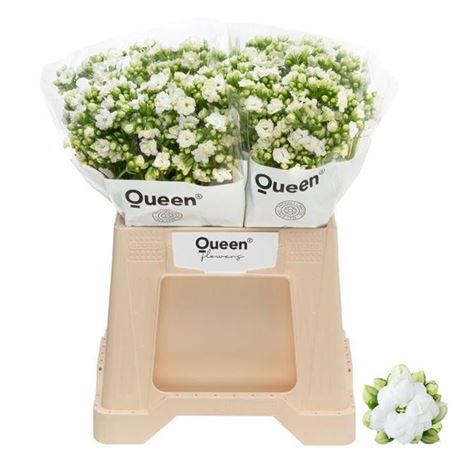 White Kalanchoe ‘Crystal White Meadow’ – 40cm Stems