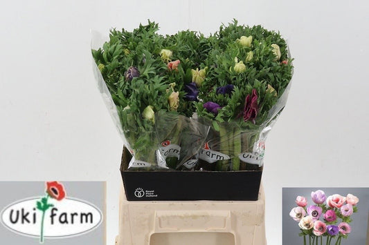 Anemone Co Galil Pastel