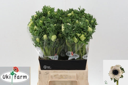 Anemone Co Galil White