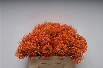 FeedSync:wholesale:de6ebdc7fd9fdb7c63677c49af0c9c83c80a4222