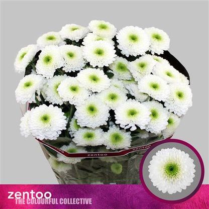 Chrysanthemum Spray Daydream