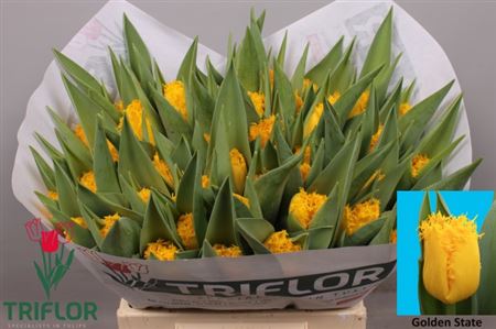 Tulip Fr Golden State