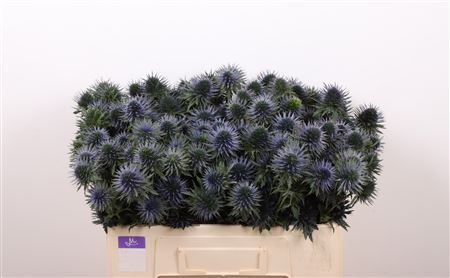 Eryngium - Eryngium - Eryngium