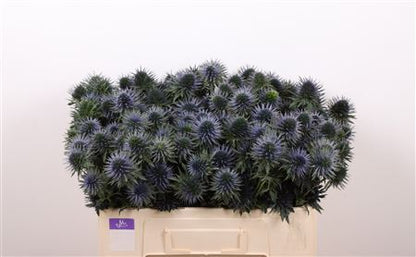 Eryngium - Eryngium - Eryngium