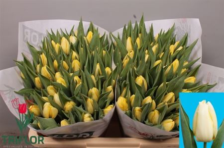 Tulip Cream Wholesalers Choice