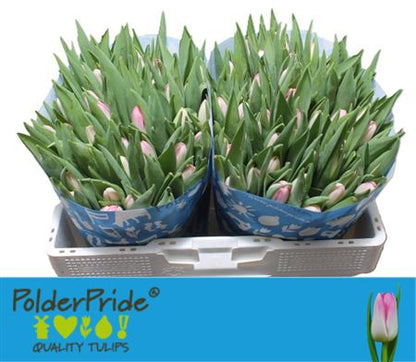 Tulip En Dynasty