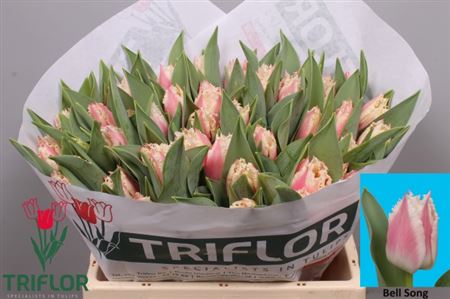 Tulip Fr Bell Song