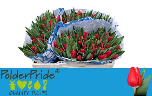 Tulip En Kung-fu
