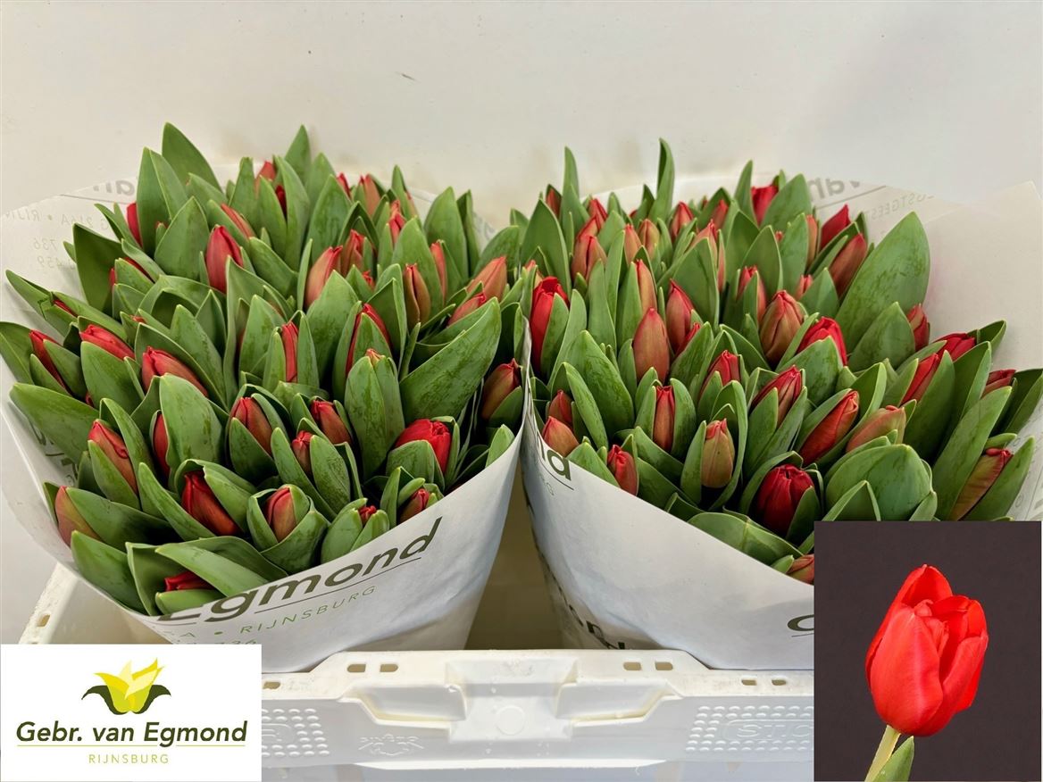 Tulip En Escape