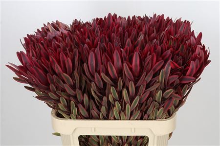 FeedSync:wholesale:57e80830bfb3e4fa58728ab4005b934755dbedff