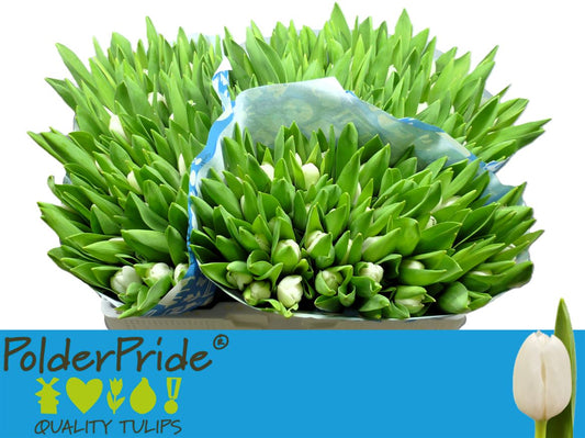 Tulip En Royal Virgin